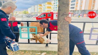 Bingölde demir korkuluklara sıkışan inek kurtarıldı