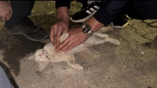 Bingölde itfaiye personelinden kediyi kurtarmak için kalp masajı