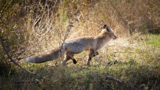 Bingölde kızıl tilki görüntülendi