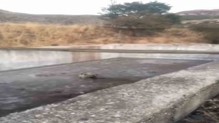 Bingölde sulama havuzuna düşen yavru ayı kurtarıldı