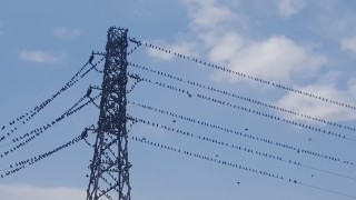 Binlerce kırlangıç telleri doldurdu