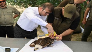 Binlerce leylek yuvası, yüzlerce mama kabı: Doğa dostu projeler