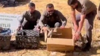 Bitliste Keklik ticaretine geçit verilmedi