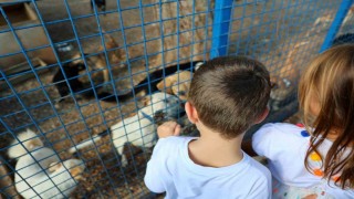 Bodrum Belediyesi sokaklardaki dostlarının yanında