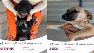 Bodrum Belediyesi Yuvalandırma Platformu hayata geçti