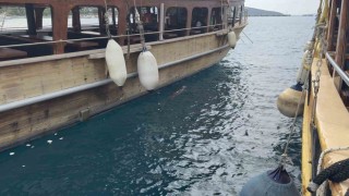 Bodrumda iskelede fok sürprizi