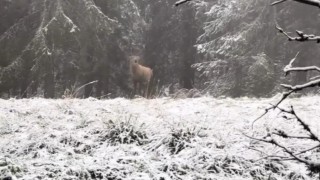 Bolu ormanlarında kızılgeyiğin böğürme anları kameraya yansıdı
