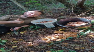 Bolu ormanlarında mantar bereketi: 25 kilo kanlıca topladı