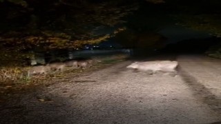 Boluda aç kalan domuz sürüsü yola indi