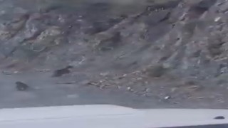 Boluda anne ayı ve yavrusu korkuyla dağa tırmandı, o anlar kamerada