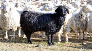 Boluda tiftik keçisine 3 milyon liralık destek