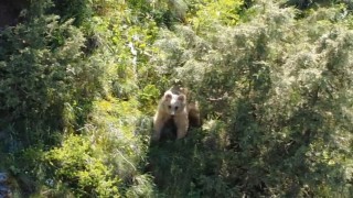 Boz ayı dron kamerasına yakalandı