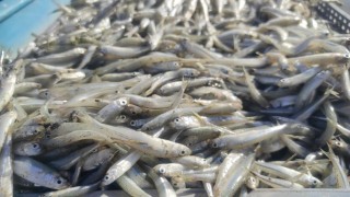 Bozkırın ortasındaki Çekerekten Avrupaya balık ihracatı