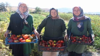 Bu bahçede 55 çeşit domates, 22 çeşit biber üretiliyor