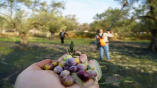 Bu yılın zeytin ve zeytinyağı rekolte tahmini açıklandı