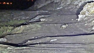 Budaklı kaplıcaları için vahşi hayvan uyarısı