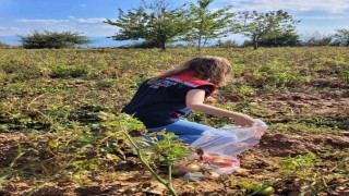 Buharkentte hasat öncesi pestisit denetimleri sürüyor