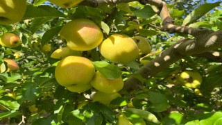 Buldanda elma hasadı yüz güldürüyor