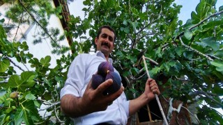 Bursa karası incirini Erzurum'da yetiştirdi