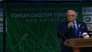 Bursada büyükbaşlar İtalyan çimi ile beslenecek