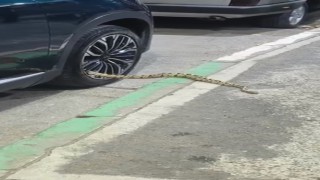 Bursada otomobilin jantından yılan çıktı