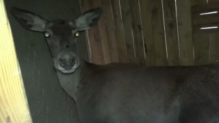 Bursadaki 3 kızıl geyik, doğal yaşam alanına kavuştu