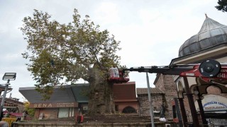 Bursanın asırlık çınarı koruma altına alındı