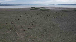 Büyükçekmecede gölün büyük kısmı kurudu, koyunlar otlamaya başladı