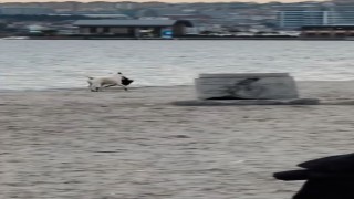 Büyükçekmecede kapkaççı köpek kameraya yansıdı