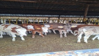 Buzağılara brusella aşısı uygulandı