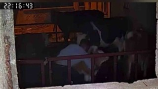 Buzağıyı kucaklayarak çaldılar