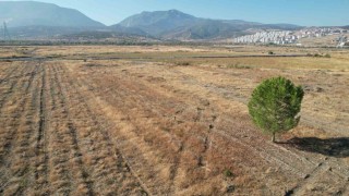 BYDnin Manisadaki fabrika sahasında sessizlik sürüyor