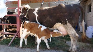 Çalınan buzağı annesine kavuştu