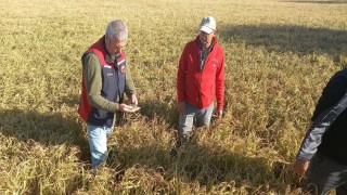 Çanakkalede dolunun ardından bahçelerde hasar tespit çalışmaları başladı