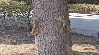 Çanakkalede milli parkta yaşayan sincaplar isimlerini Troyanın efsanelerinden aldı