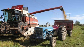 Çarşamba Ovasında çeltik hasadı