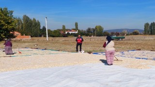 Çavdarhisar Ağarı köyünde çerezlik kabak hasadı başladı