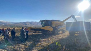 Çayırlıda ayçiçeği hasadı başladı