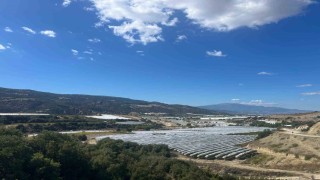 Çekirdeksiz üzümler koruma altında