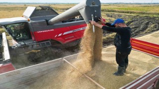 Çeltik hasadı başladı