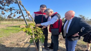 Ceviz bahçeleri büyüyor üretici yüzü gülüyor