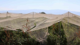 Çiftçilerin doğal sigortası file sistemi oldu