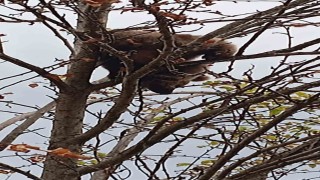 Çıktığı ağaçta mahsur kalan yavru ayı kurtarıldı