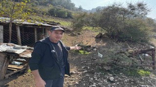 CİMERe yapılan İnek ve tavuklar serbest dolaşıyor, salgın hastalık riski var şikayeti bölge sakinlerini şaşkına uğrattı