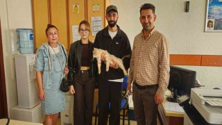 Çip sayesinde kayıp kedi kısa sürede sahibine kavuştu