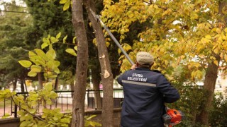 Çivril Belediyesi budamayla hem tehlikeyi önlüyor hem de ağaçların ömrünü uzatıyor