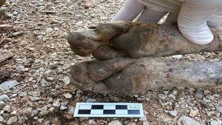 Çizgili sırtlan sanıldı, kurt çıktı