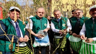 Coğrafi işaret tescilli ‘Akkuş Şeker Fasulyesinde hasat başladı
