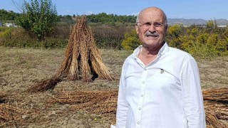 Coğrafi işaret tescilli Altın Susama hırsız dadandı