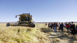 Coğrafi işaretli Karacadağ pirinci, bereketiyle toplandı